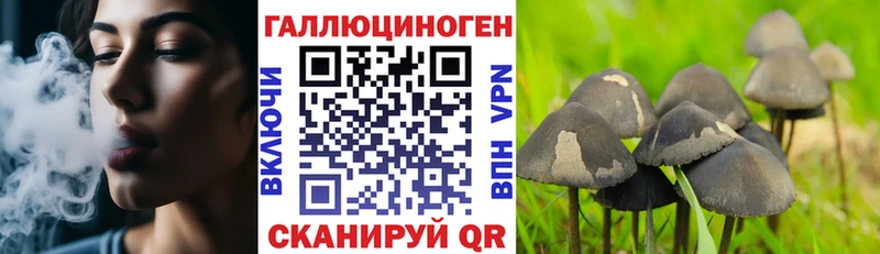 Купить где  Курчатов  Галлюциногенные грибы GOLDEN TEACHER 